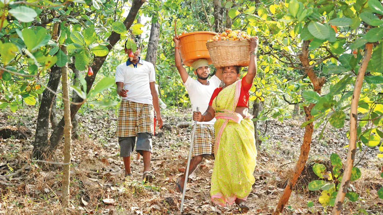 Goa's feni gets its first GI tag; here's what it means for the state