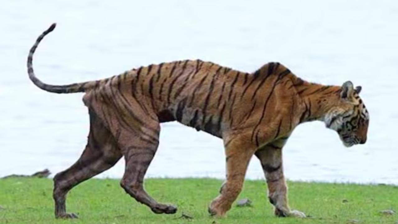 IN PHOTOS: Rare moments of Ranthambhore's most iconic tigresses Arrowhead (T84)