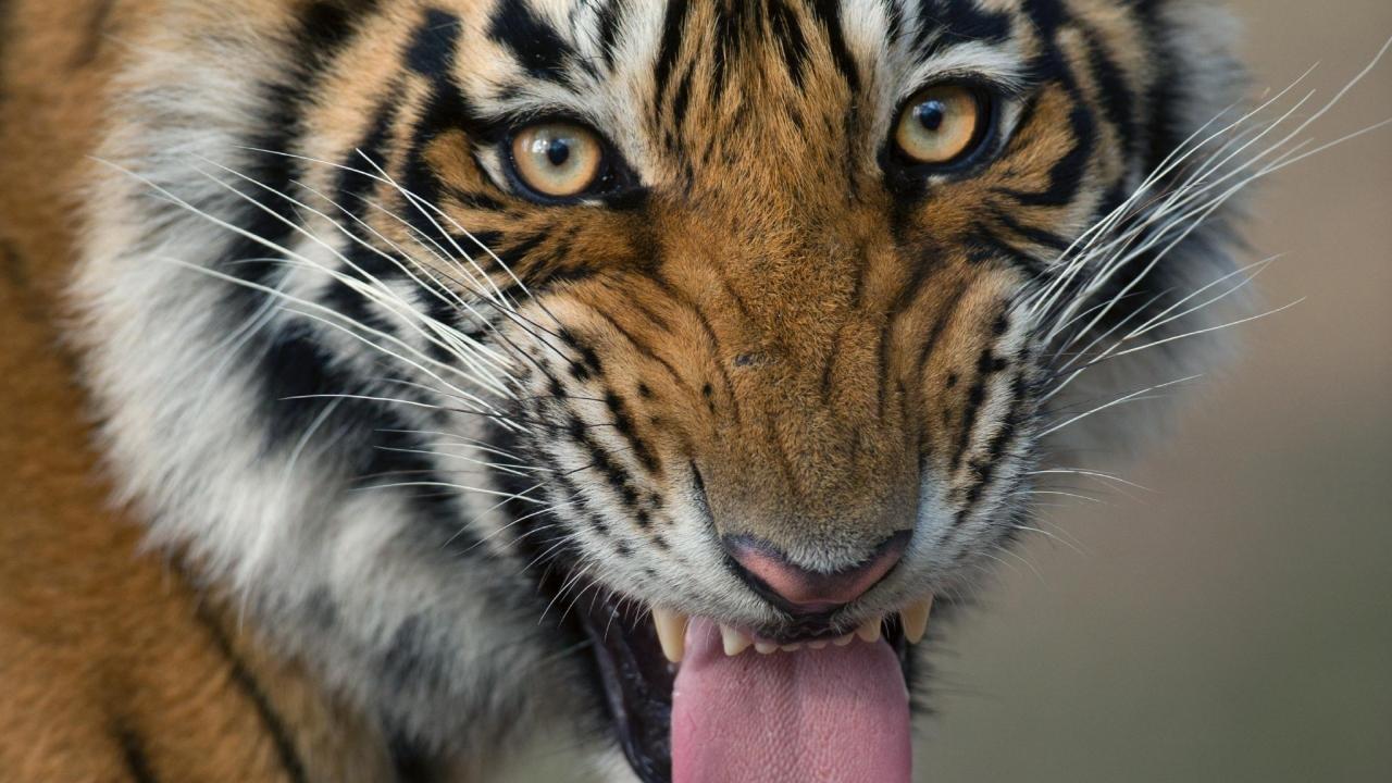 It said that in 2018, Arrowhead (T84) became a mother for the first time, though sadly her first litter did not survive. Later that year, she gave birth to two cubs -- Ridhi and Sidhi, fathered by T86, her longtime mate. Tragedy struck again when T86 was killed in a human-wildlife conflict