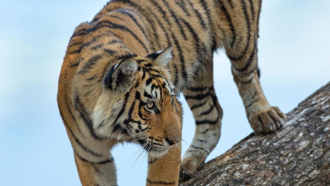 Arrowhead (T84) was first seen in 2014 with her siblings -- Lightning, Pacman, and a fourth cub lost at birth. Over the years, she became known not just for her beauty and hunting skills, but for her incredible willpower and dedication to her cubs, Tigerwatchranthambhore stated