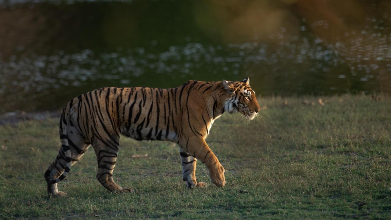 According to the Tigerwatchranthambhore, Arrowhead (T84) was born on March 23, 2014. She was one of four cubs of Krishna (T19) and Star Male (T28), and a direct descendant of the legendary tigress Machhli