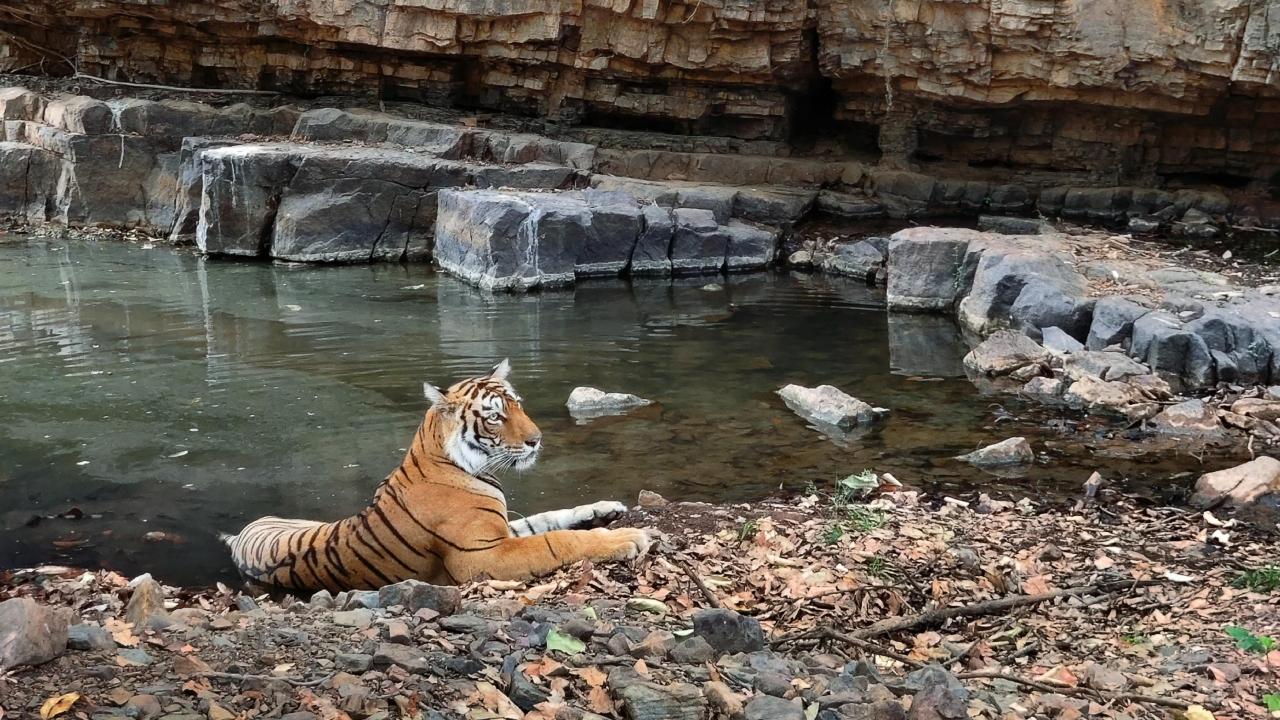 Known as the Queen of Machhli’s Domain, Arrowhead (T84) was a symbol of continuity in Ranthambhore’s tiger history