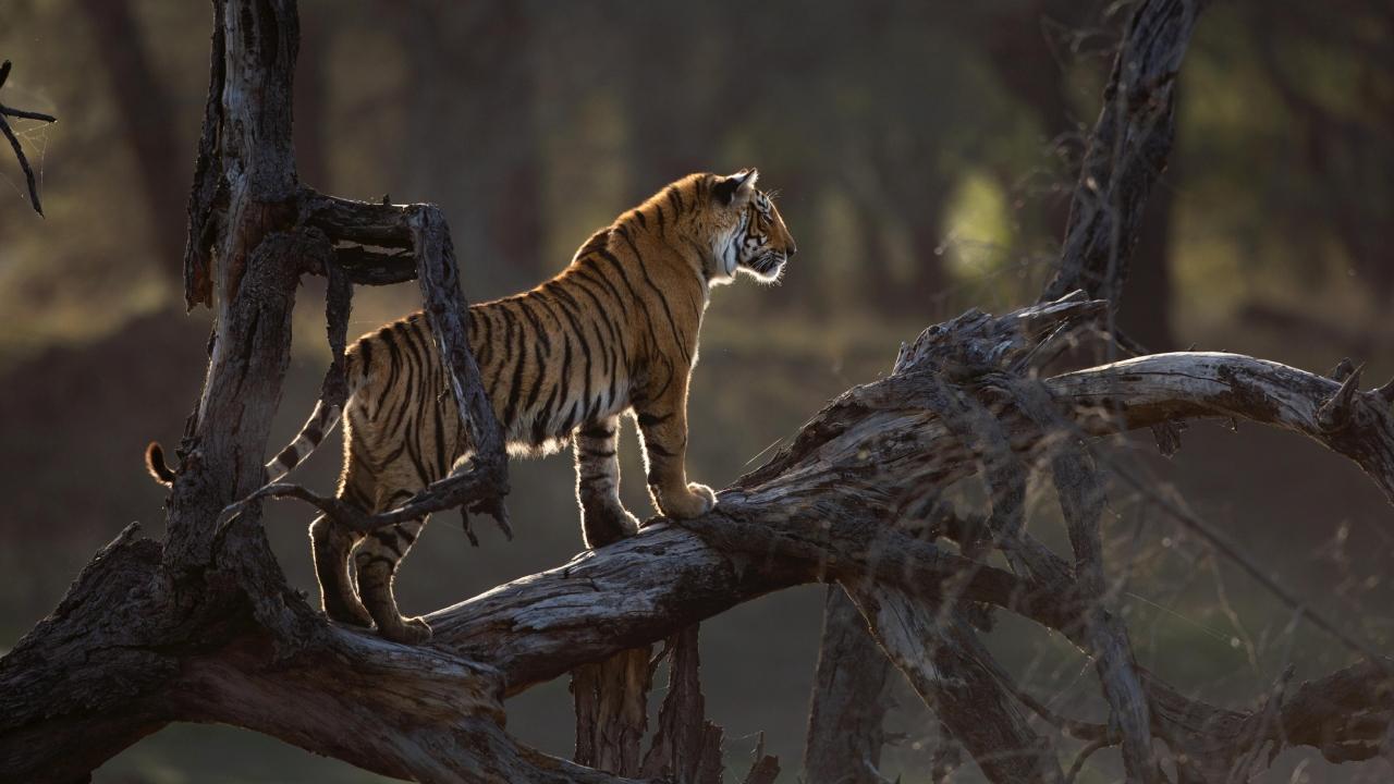 Ranthambhore bids farewell to iconic tigress Arrowhead (T84), as photographer captures her final walk