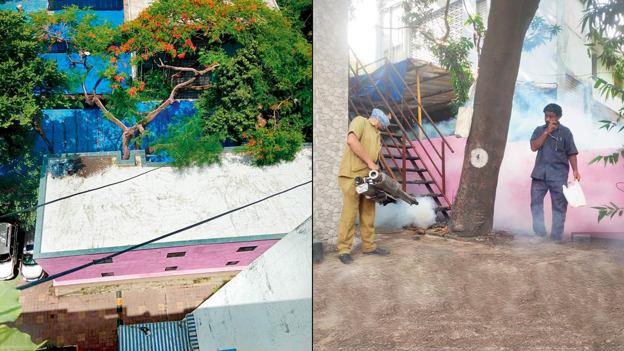 BMC staff fumigate the area to kill the presence of mosquitoes; Terrace of unknown BMC structure cleaned after mid-day report. Pics/By Special Arrangement