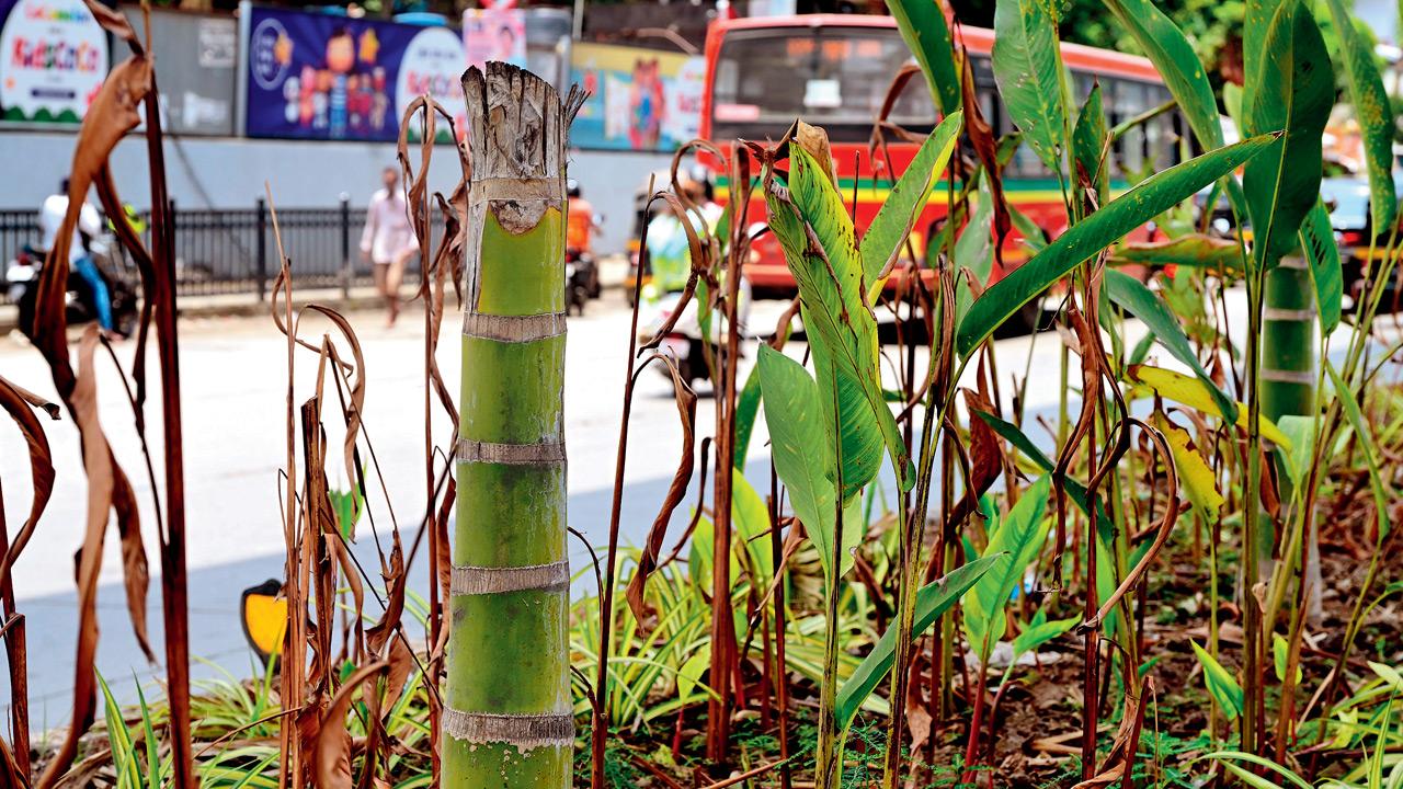 Mumbai: Over 60 trees illegally axed on Andheri link road to expose hoardings