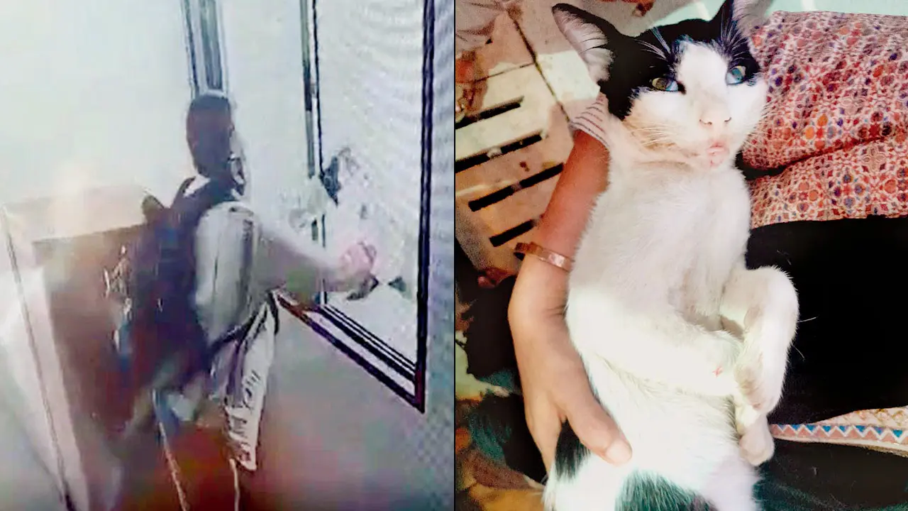 CCTV helps trap cat killer in Mumbai's Malad