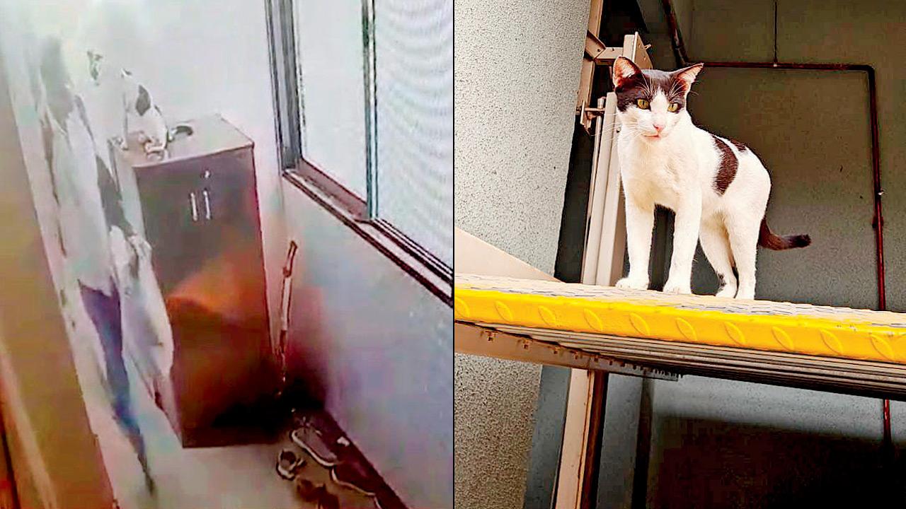 A CCTV grab of accused Kasam Sayyed walking past Kalu on the shoe rack (right) The 15-month-old cat