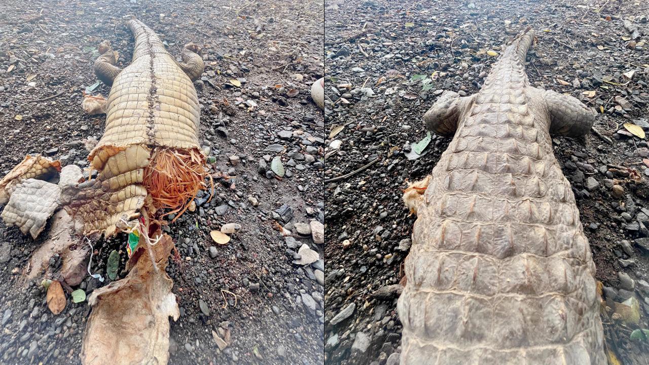 Mumbai: Mugger crocodile body recovered in mutilated condition at Aarey