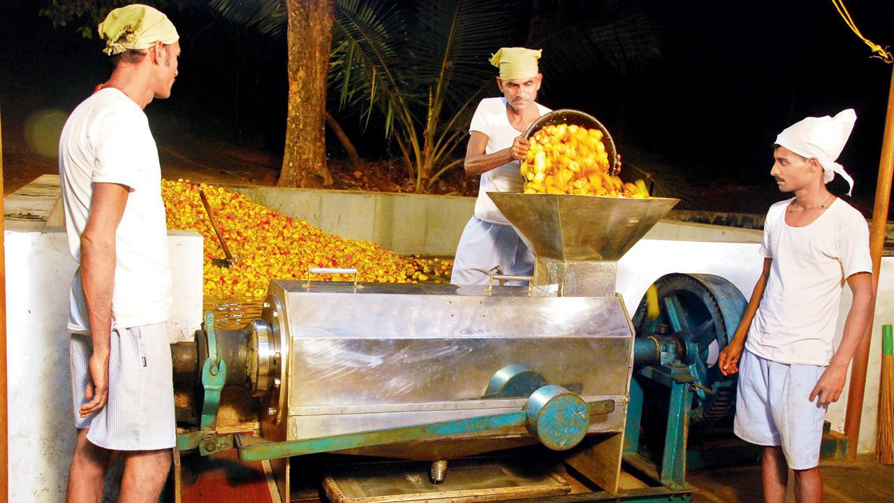 Helpers crush the apples