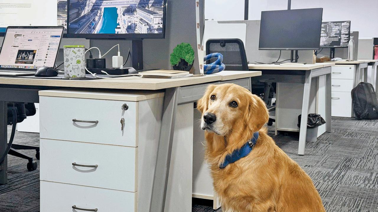 A photograph of Denver is highlighted on the company’s LinkedIn page. Pic Courtesy/Harvested labs on LinkedIn