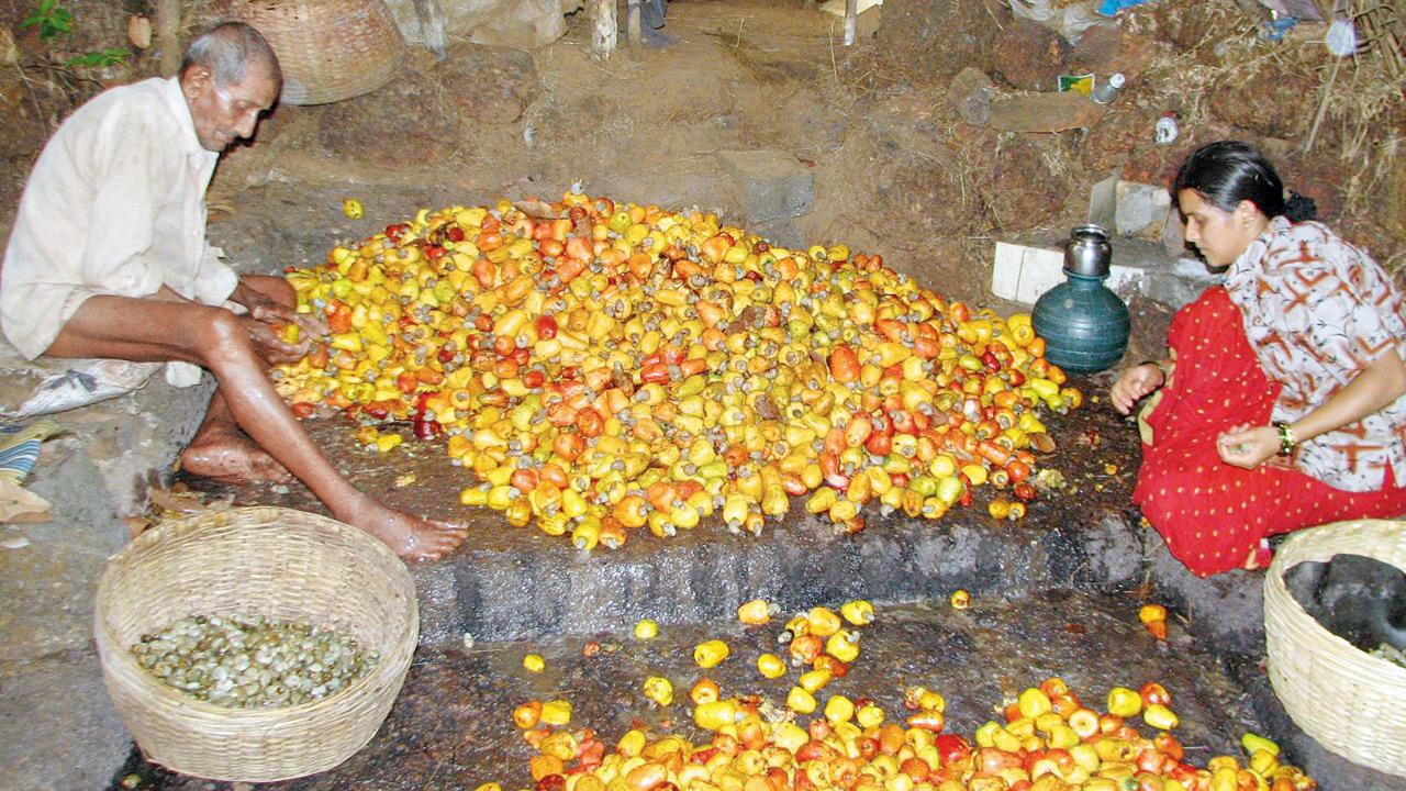 The apples being deseeded for processing