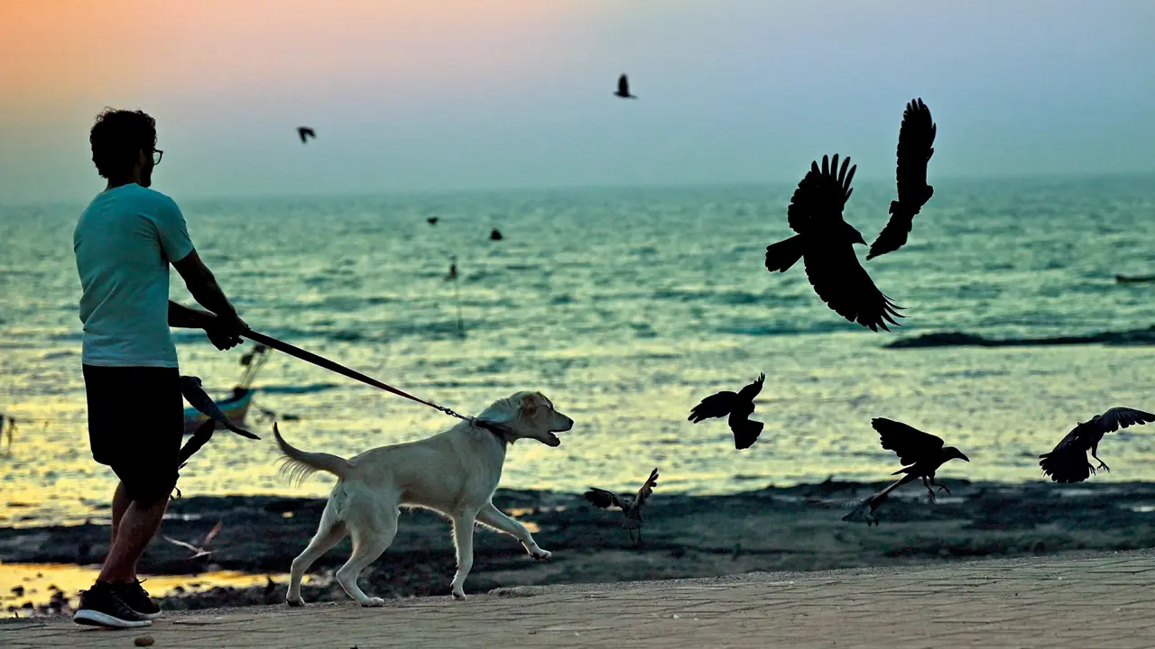 Mumbai Diary: Sunday Dossier