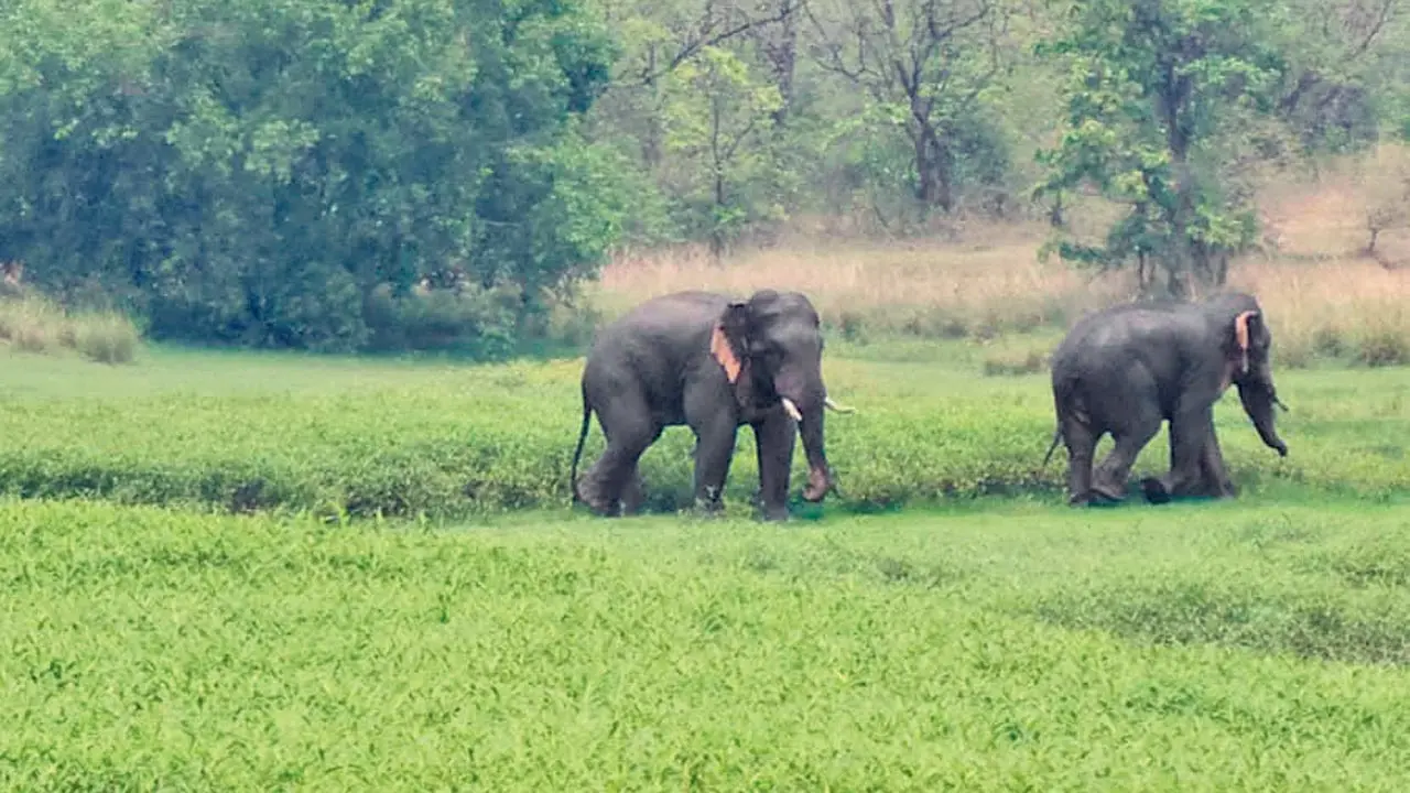 Forest dept relieved as elephants leave Tadoba