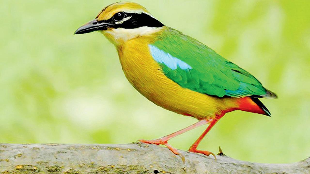 Indian pitta. PICs COURTESY/WIKIMEDIA commons