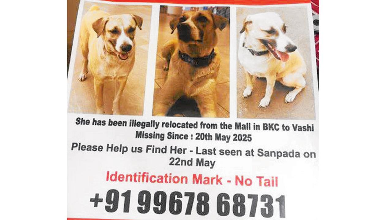 The poster that has been circulated regarding the missing dog