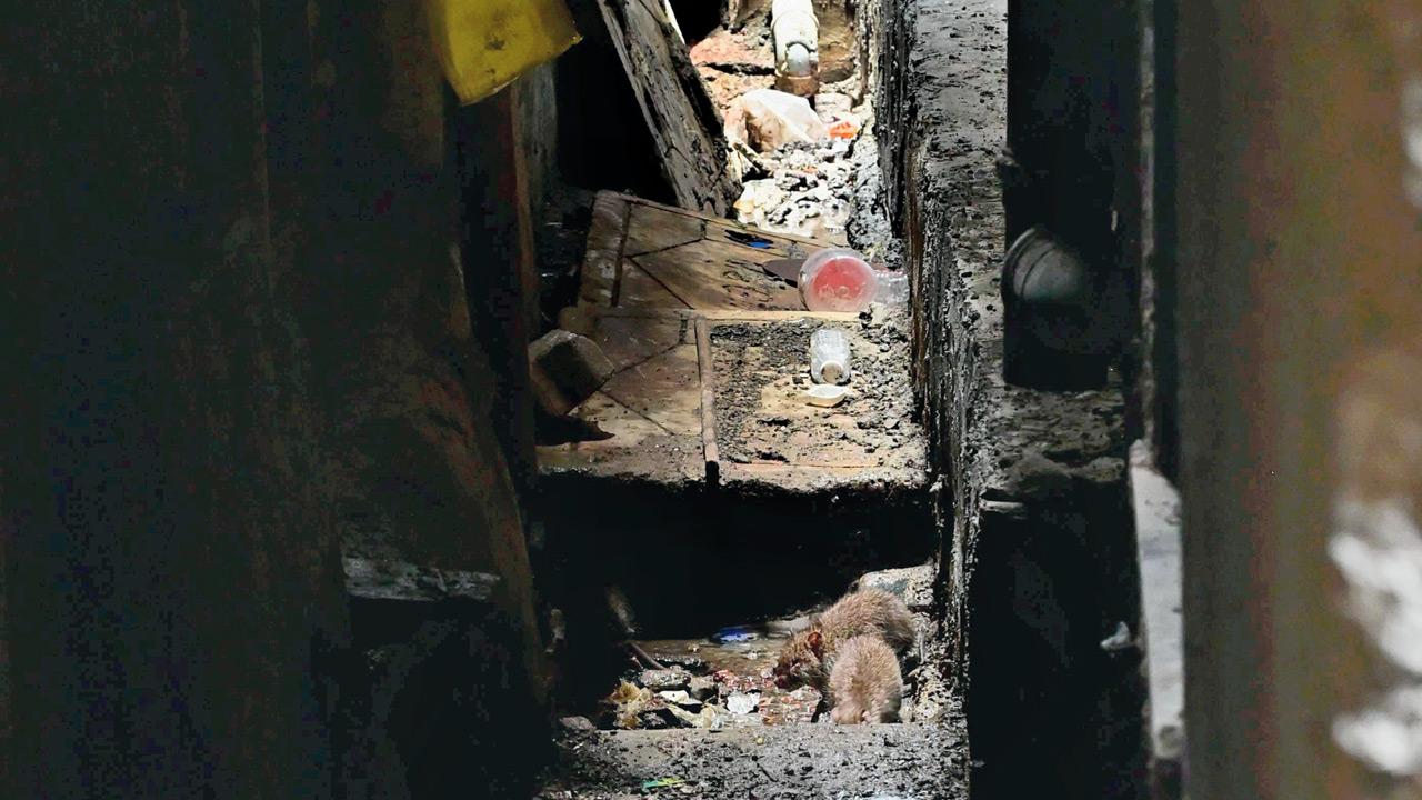 Drains lie half open and stink rats run rampant as residents question where the money went