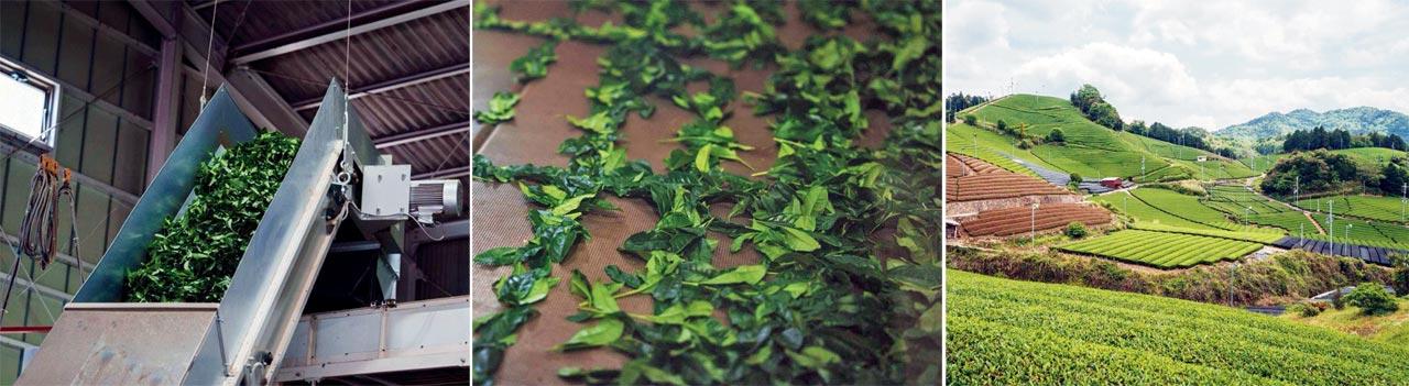 Freshly picked, shade-grown tencha leaves are steamed and dried, then cooled, de-stemmed, de-veined, and  stone-ground into the fine, luminous powder we know as matcha. Pics/Yuzen Matcha