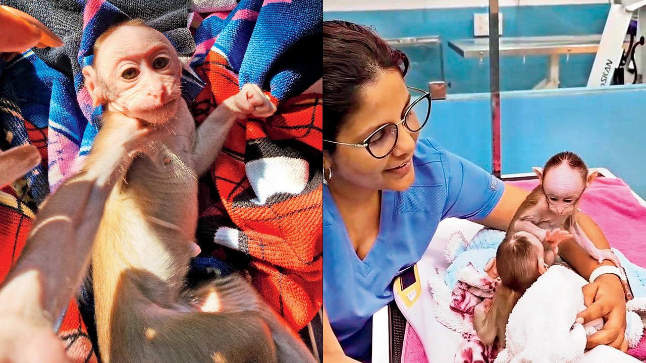 The young monkey during recovery (right) The rescued monkey meets his partner on Day 100. PIC COURTESY/RAWW