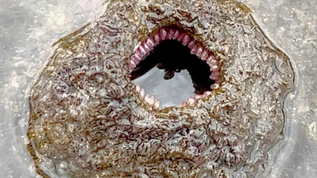 Gastropod (sea snail) eggs in a dead barnacle body. Pics Courtesy/Sahir Doshi