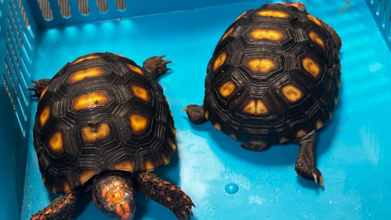 The customs officials were suspicious after the passenger appeared to be nervous during his questioning and a detailed baggage check led to the shocking discovery of multiple protected and non-native species