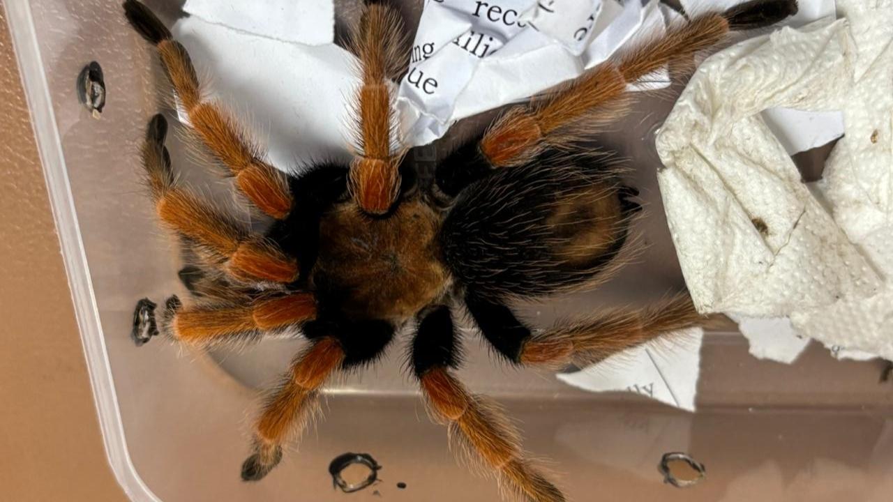All the animals were seized under official documentation (Panchanama)
