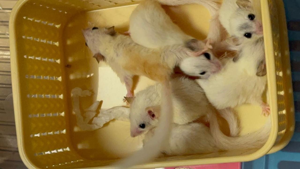 The passenger, who had travelled on flight AI338, was found carrying a number of live and dead exotic animals in his luggage