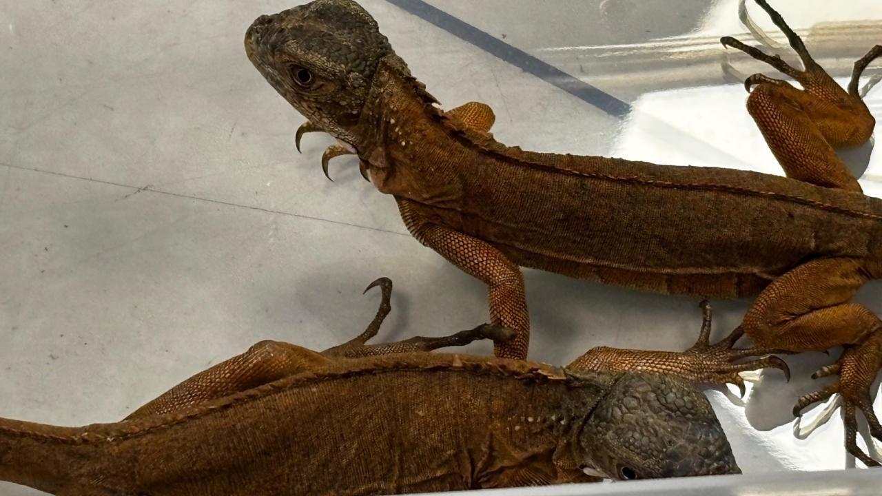 The statement said that multiple animals and birds were found in his baggage