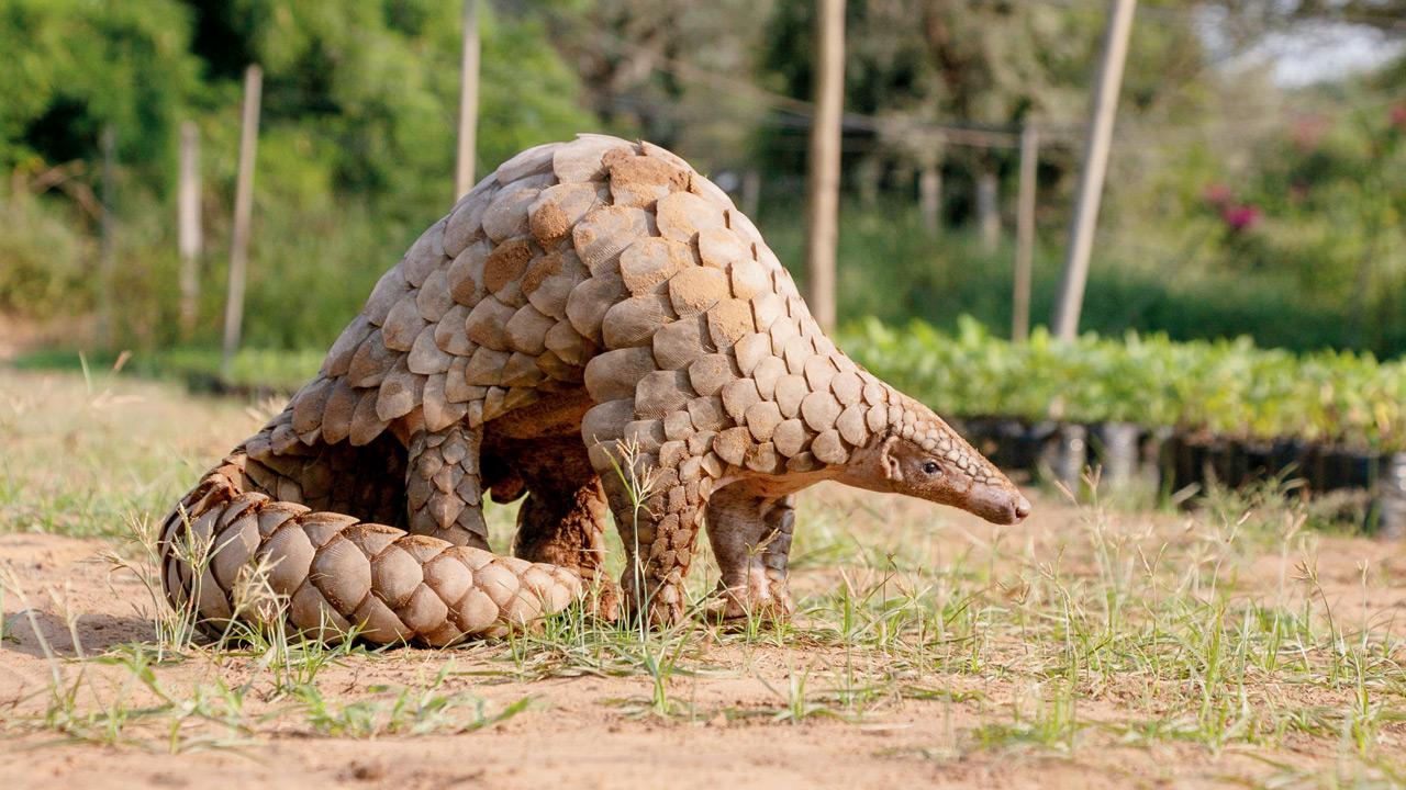 World’s most trafficked mammal is the pangolin: Officials