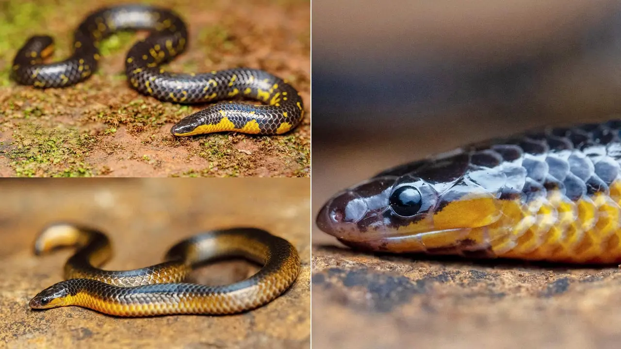 Thane: Rare Bombay Shieldtail snake spotted by Mumbai wildlife photographers