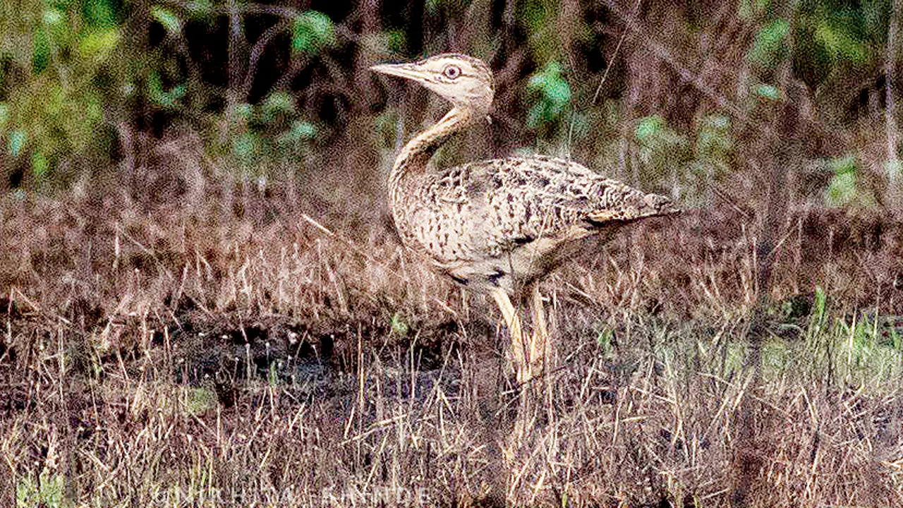 Ratnagiri: Critically endangered Lesser Florican spotted for first time