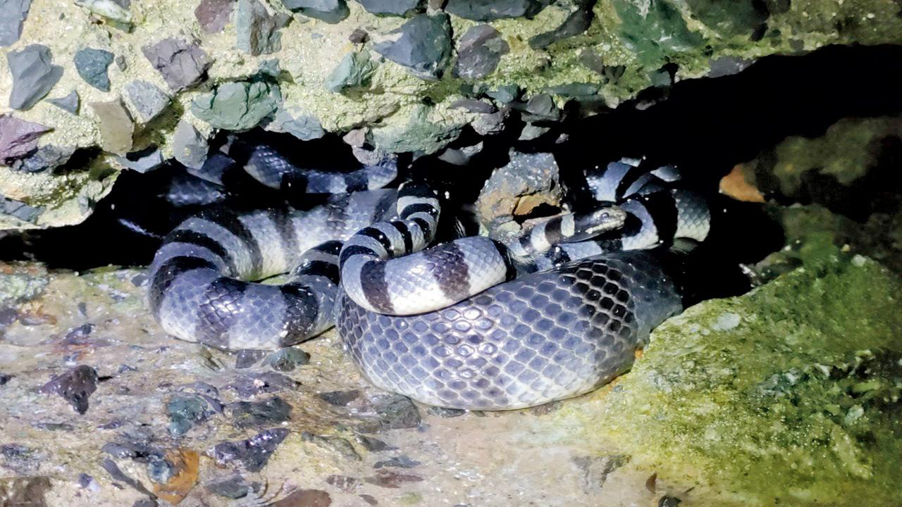 Yellow-lipped sea krait. PIC/NARIMAN VAZIFDAR