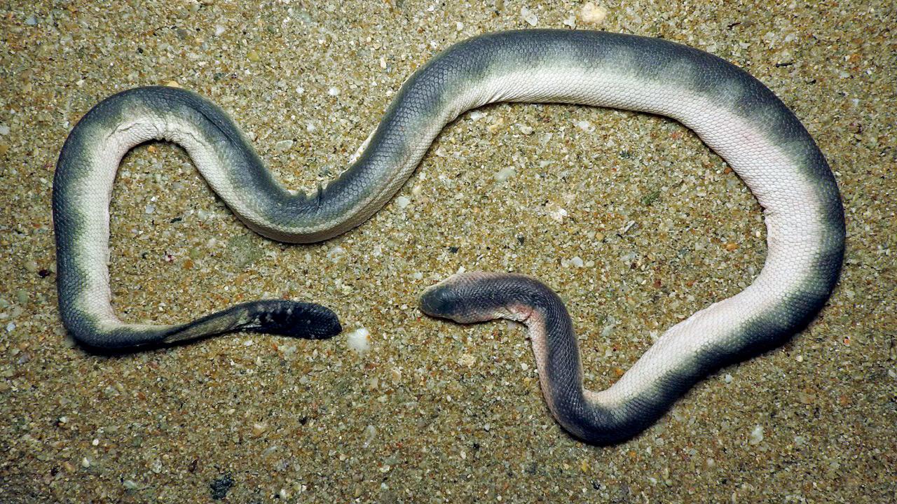 Viperine sea snake. PIC/SANJAYA KANISHKA