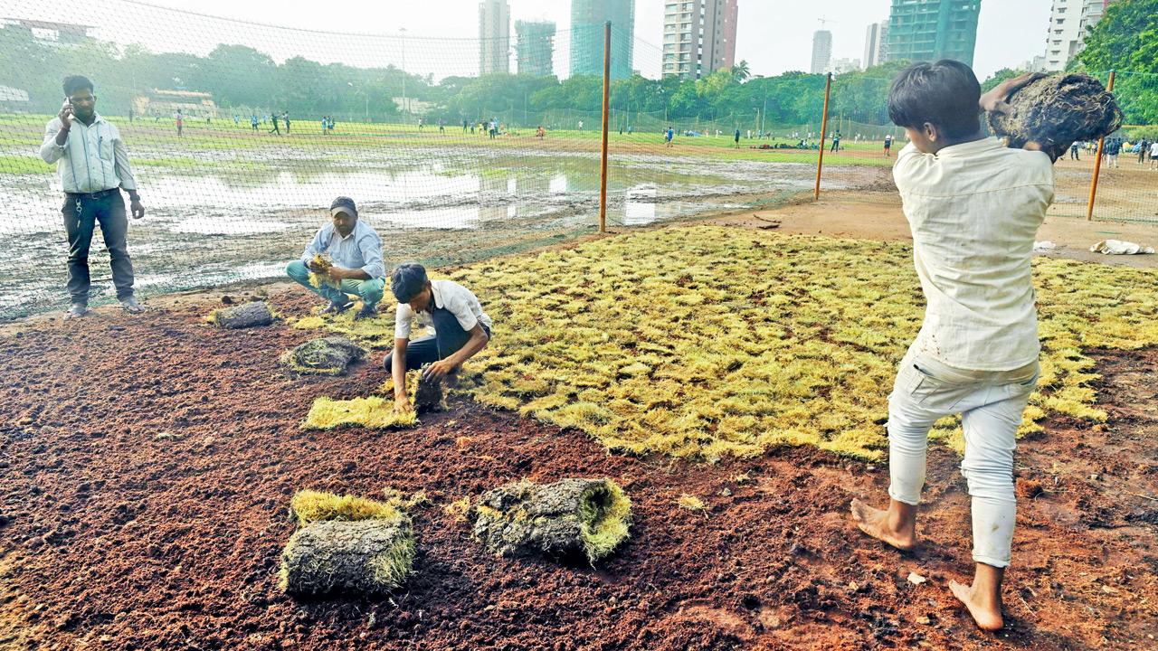 Workers install grass sheets on a trial basis at Shivaji Park; residents have called the experiment mistimed and misleading. Pics/Atul Kamble