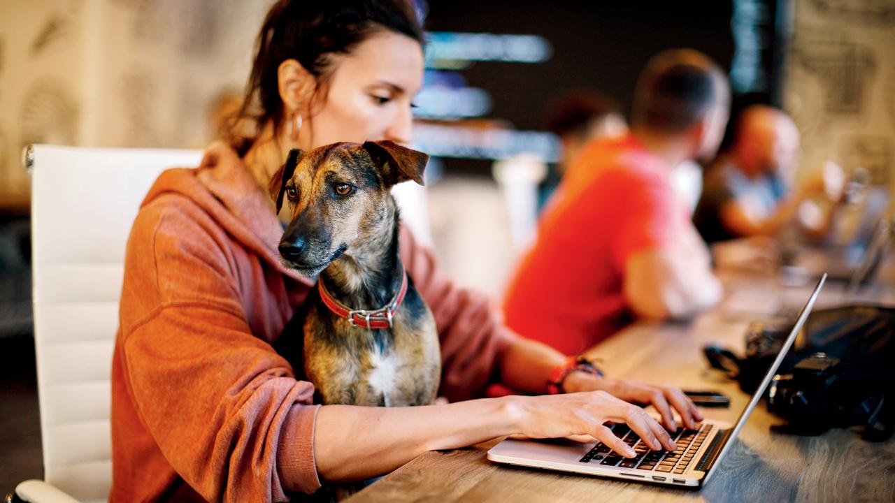 Studies have shown that the presence of pets reduces workplace fatigue and improves cognitive abilities. Representation Pics/Istock