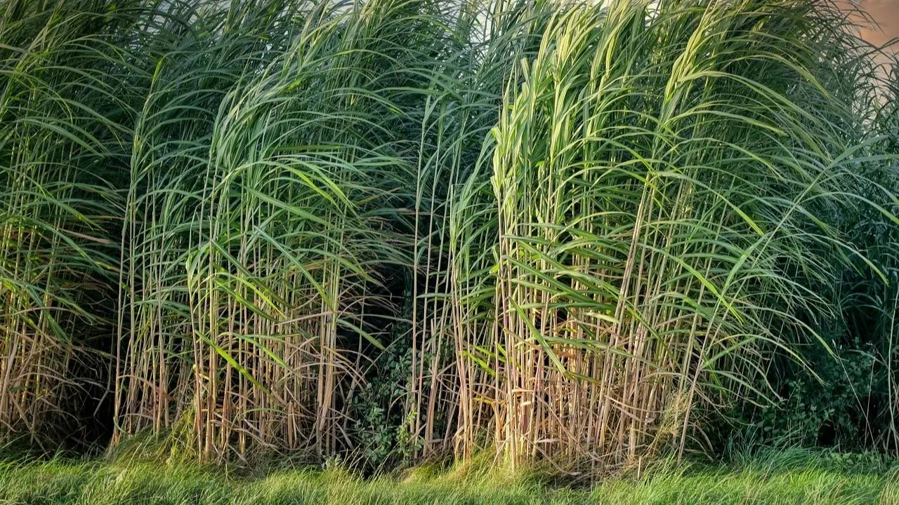 Mumbai LIVE: AI to help enhance sugarcane production by 30 pc, says Expert