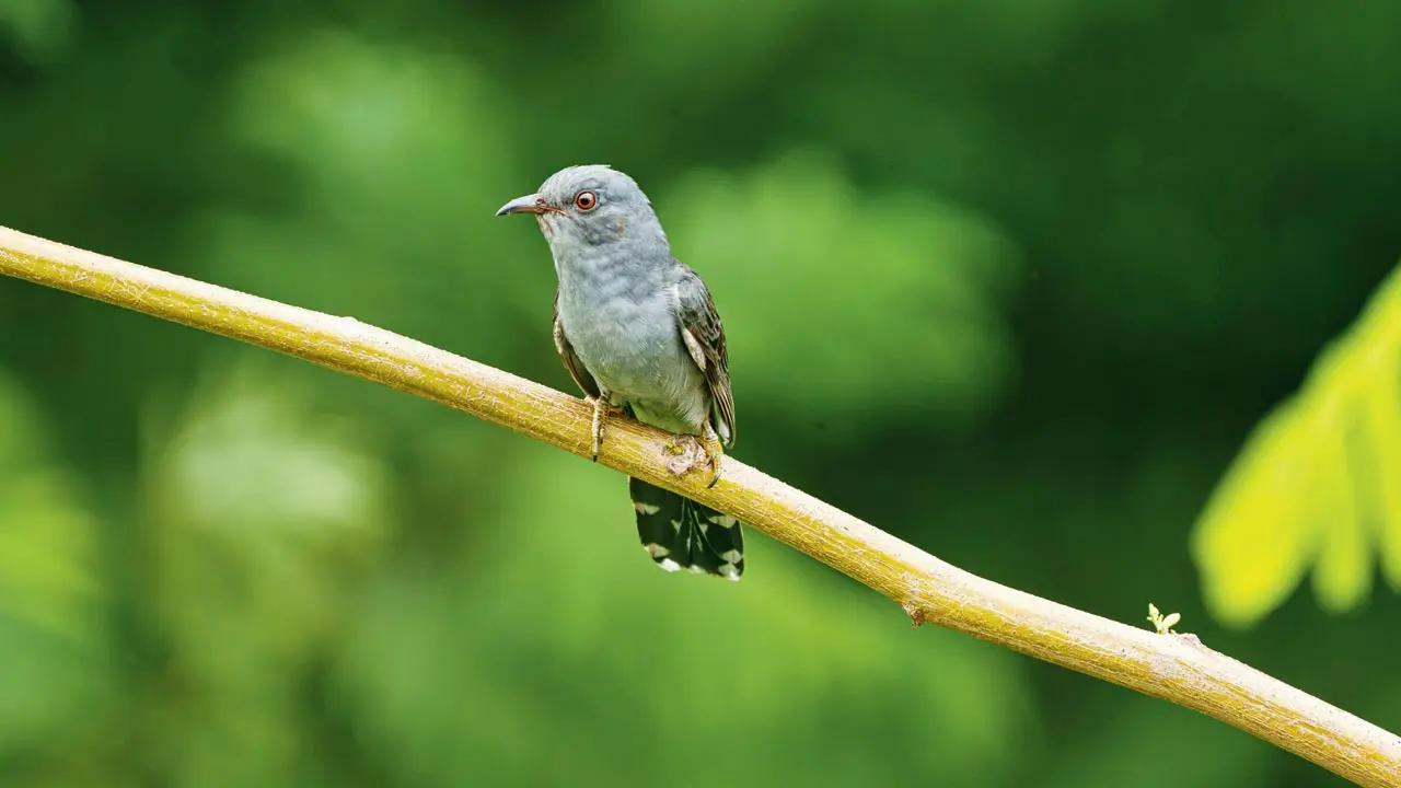 Surprise visitor in Aarey’s backyard surprises birdwatchers