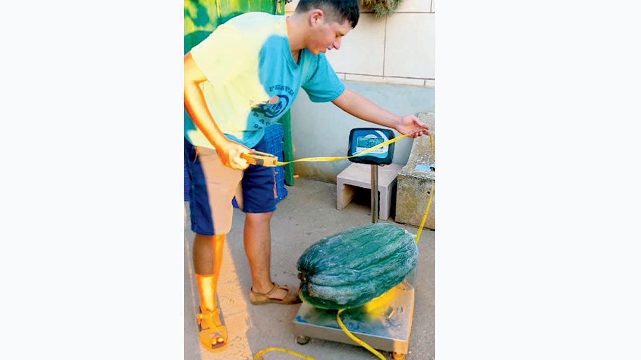 The cantaloupe weighs a whopping 31.446 kg