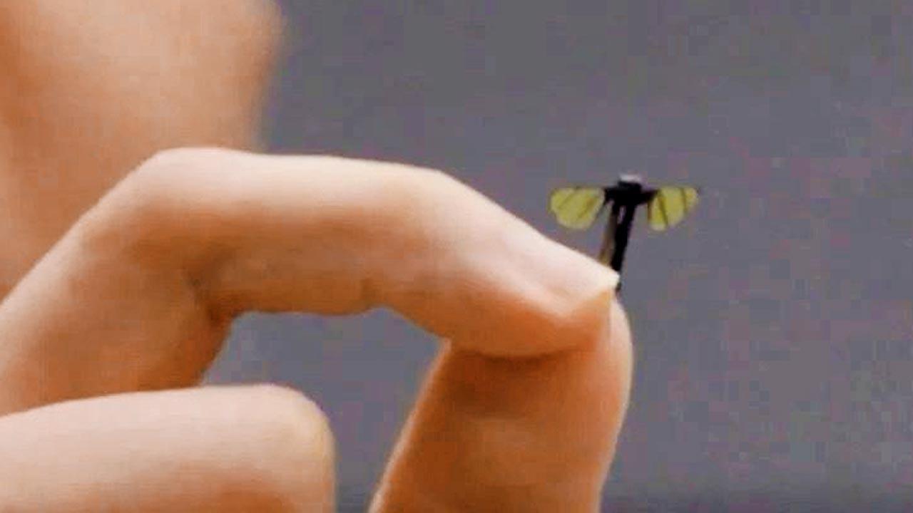 The drone measures only 1.3 cm, similar to a mosquito. Pic/Oddity Central