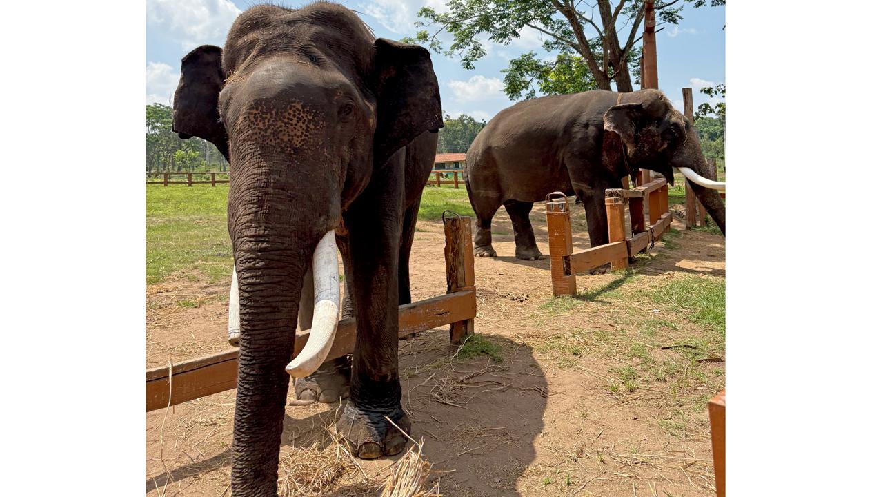 Dubare Elephant  Reserve in Coorg is a forest camp where visitors can observe, feed, and learn about elephants, many of whom were once part of Karnataka’s logging and festival processions