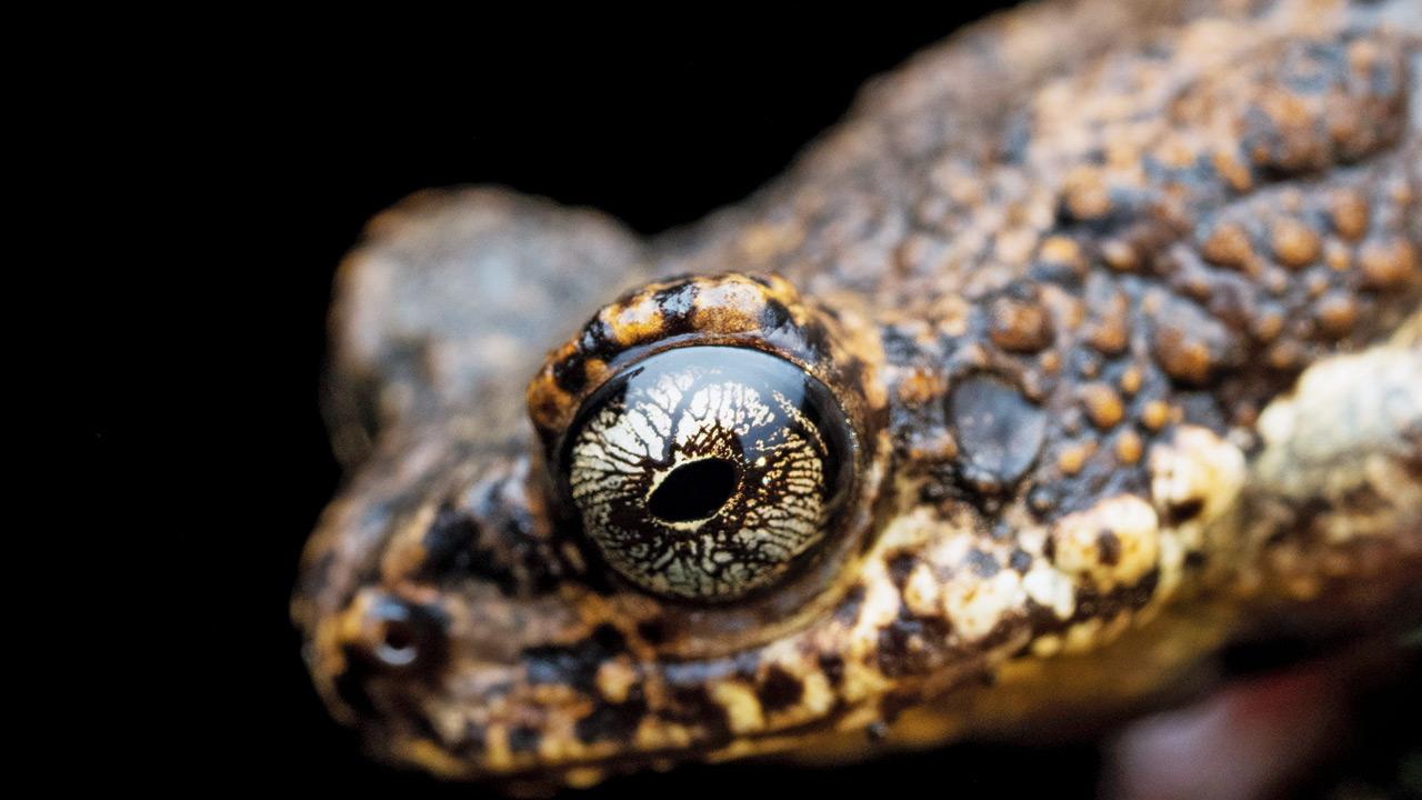 Maharashtra: Critically endangered Malabar tree toad spotted in Tillari, Sindhudurg