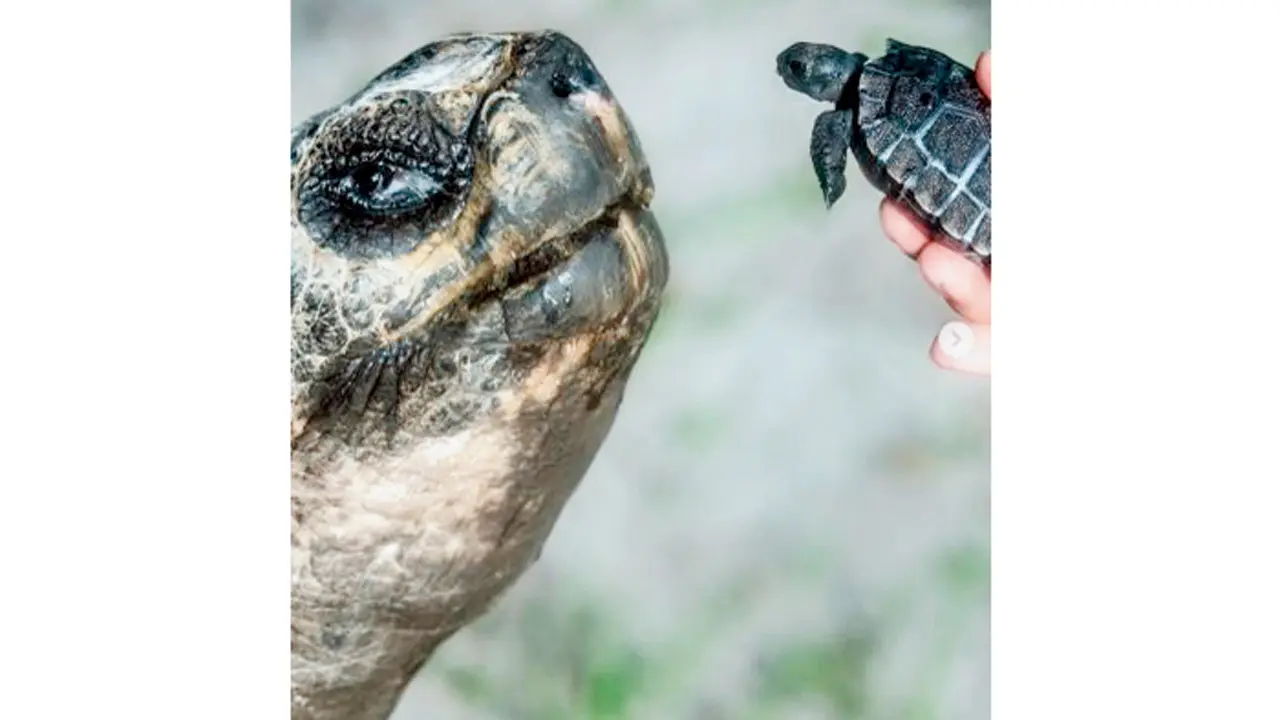 Tortoise turns 135, celebrates his 1st Father’s Day at US zoo