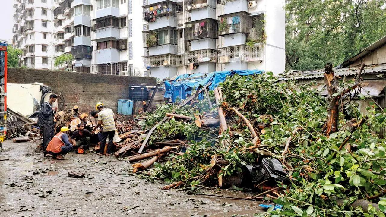 Mumbai: 13 incidents of tree collapses in 24 hours, no injuries
