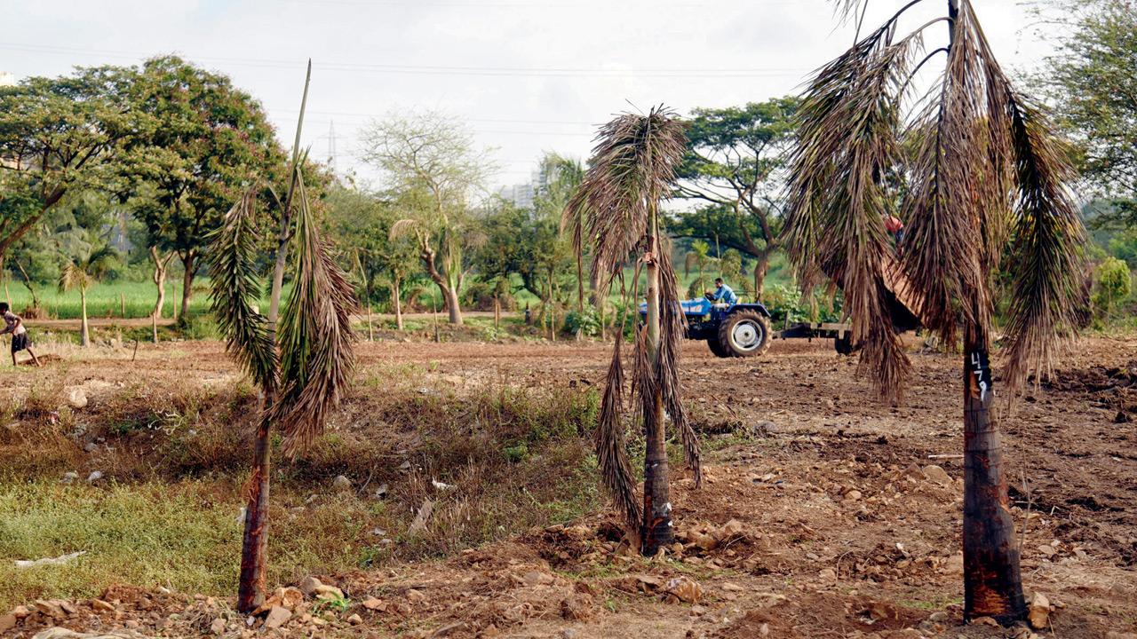 Trees transplanted at Aarey Milk Colony in 2017, most of which have now disappeared. File Pic/Nimesh Dave