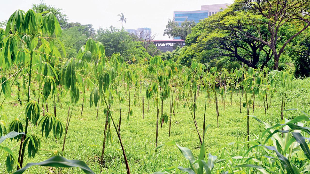 Most transplanted Metro trees in Aarey vanish, same plot reused for new saplings