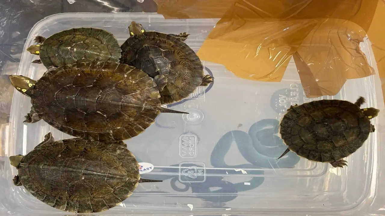 Passenger from Bangkok held at Mumbai airport with exotic snakes, turtles