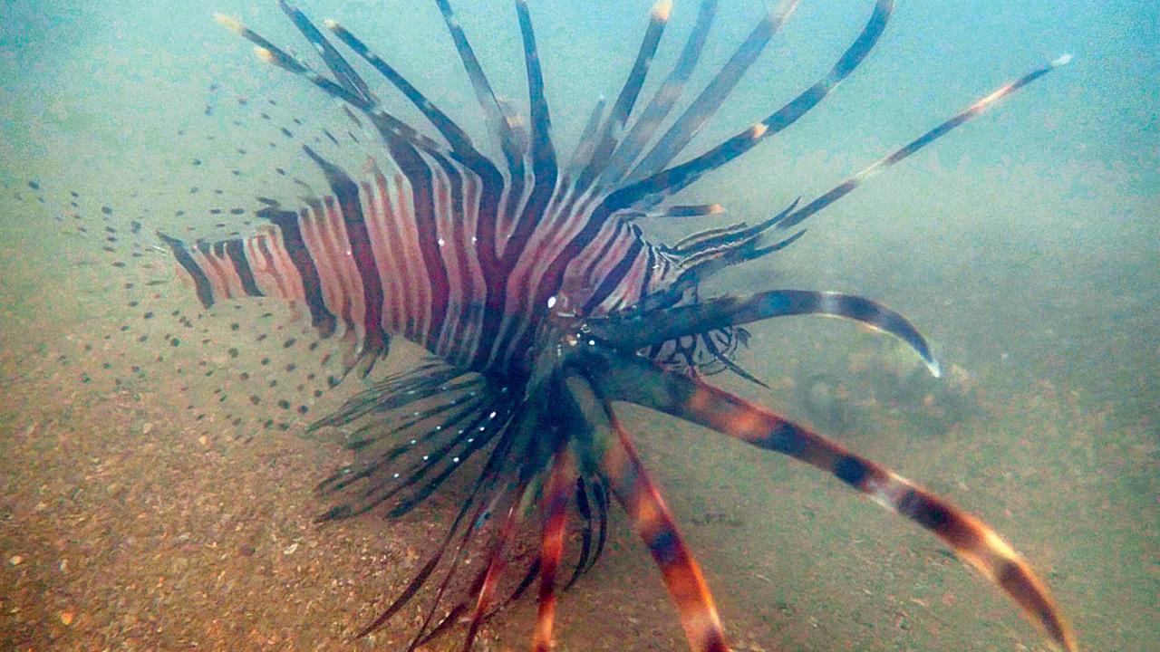First sighting of Indian lionfish reported near Mumbai shores