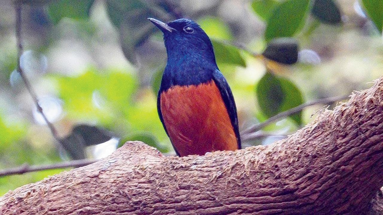 The White Rumped Shama, common sighting at Matheran Hill. PICs COURTESY/ISHAAN PRABHUDESAI