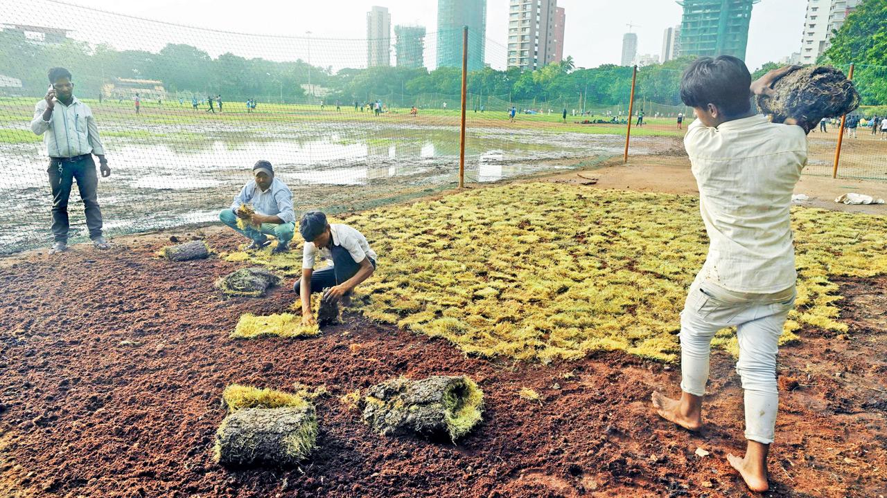 Workers install grass sheets on a trial basis at Shivaji Park. File Pics/Atul Kamble