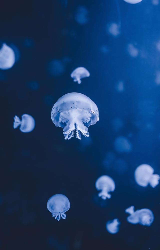 World Oceans Day 2025: 5 interesting facts you need to know