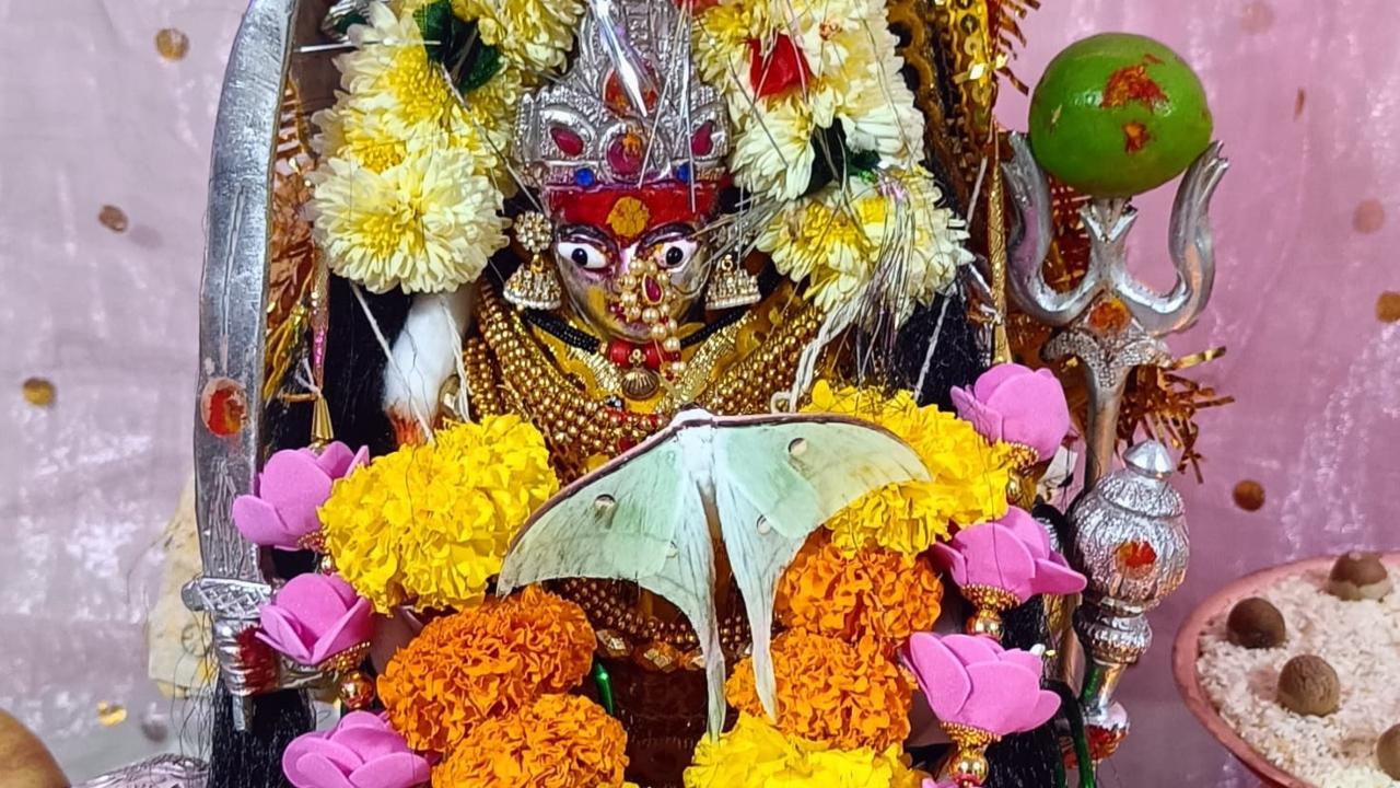 Maharashtra: Thane family discovers rare Luna Moth in their puja room